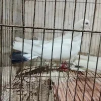 9عدد کبوتر خوب|پرنده|اردبیل, |دیوار