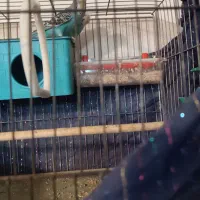 جفت مرغ عشق مولد تخم گزار|پرنده|تهران, نعمتآباد|دیوار