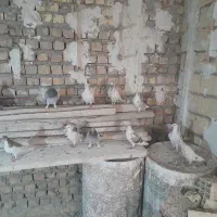 تعدادی کفتر