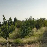 فروش زمین ۱۲۰۰ متری در علیآباد