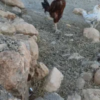 خروس لاری اصل|حیوانات مزرعه|دیواندره, |دیوار