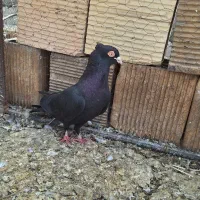 کبوتر زاغ چشم و نوک سفید