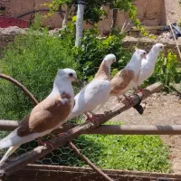 ۴ عدد کبوتر خوش رنگ