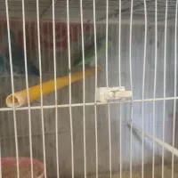 پروتلت نر|پرنده|مشهد, مقدم|دیوار