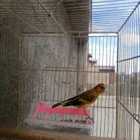 سهره قناری سرخ مست دهن پاک سهره