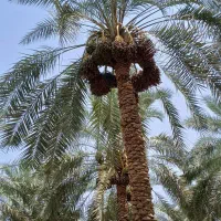 مغ گراس هستم انواع مغ قیمت توافقی|خدمات باغبانی و درختکاری|عنبرآباد, |دیوار