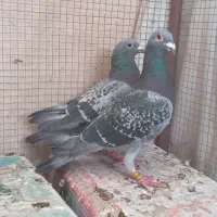 کبوتر. پلاکی.ذات دار