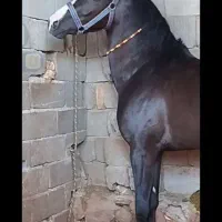 اسب سیلمی جهت کشش