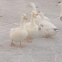 فروش اردک