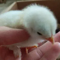 فروش جوجه ده روزه