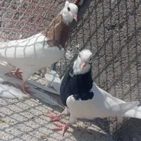 همه با هم|پرنده|دهدشت, |دیوار