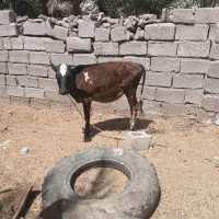 گوساله ماده هلشتاین