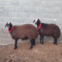 قوچ،بره ماده،میش،بز