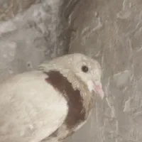 کبوتر