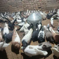 350عدد کبوتر رنگی