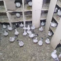 کبوتر|پرنده|ملکان, |دیوار