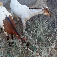 بز نزار چاق بره کهره چاق گوسفند|حیوانات مزرعه|بندرعباس, |دیوار