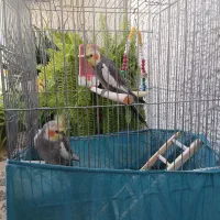 عروس هلندی