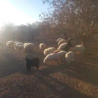 بره نر و ماده مناسب داشت و پرواری و کشتن|حیوانات مزرعه|جلگه ماژان, |دیوار