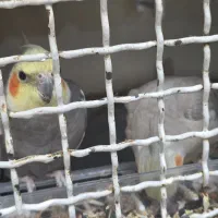 عروس هلندی