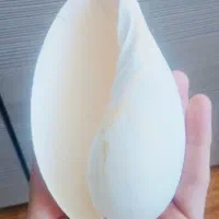 صدف بزرگ وزیبا