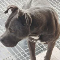 واگذاری یک قلاده سگ بیتپول