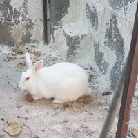 فروش خرگوش|موش و خرگوش|بندر گناوه, |دیوار