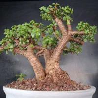 بنسای منیاتوری آپارتمانی
