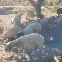بز .بره سبک و سنگین|حیوانات مزرعه|سیرجان, |دیوار