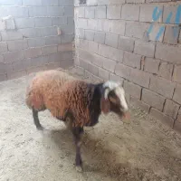 بره قوچی هشت ماه