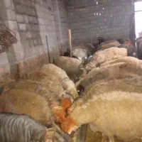 میش زاییده داشت نژادبختیاری