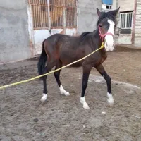 کره مادیون ۱سال نیم|اسب و تجهیزات اسب‌سواری|مشهد, ملک‌آباد|دیوار