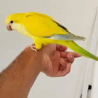 ۳ عدد راهب کراس زرد لوتینو