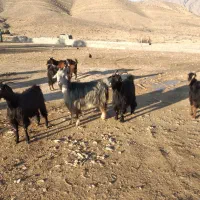 بز داشتی ترکی