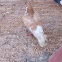 سلام دو تا ماده