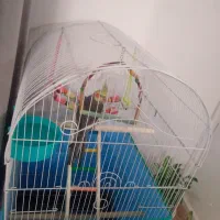 عروس هلندی|پرنده|ساوه, |دیوار