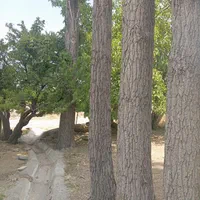 خرید انواع چوب باغی با قیمت مناسب