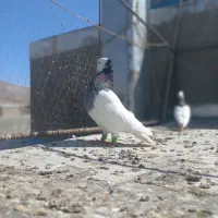یه جفت طوق سبز بی عیب|پرنده|شیراز, نصر|دیوار