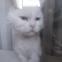 راهنمایی گربه توضیحات خوانده شود