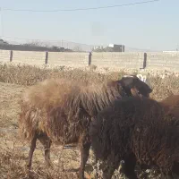 قوچ  همو وبره نرهمووماده هترو