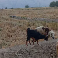 دو عدد کهره کیلویی 300