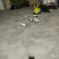 کفتر رنگی و پلاکی