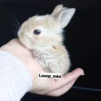مینی خرگوشها