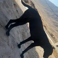 توله شش ماهه ماده