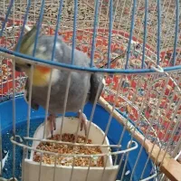 عروس هلندی سخنگو|پرنده|لاهیجان, لاشیدان|دیوار