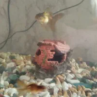 فروش ماهی گلد فیش|ماهی|شهرکرد, |دیوار