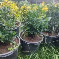 یاس هلندی|گل و گیاه طبیعی|کلاچای, |دیوار
