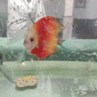 آکواریوم همراه با وسایل