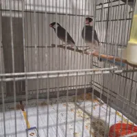 سه جفت فنج نرگسی|پرنده|سمنان, |دیوار