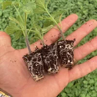 نشا گوجه برنتا ، بدرو ، بروویو|خدمات باغبانی و درختکاری|کهنوج, |دیوار